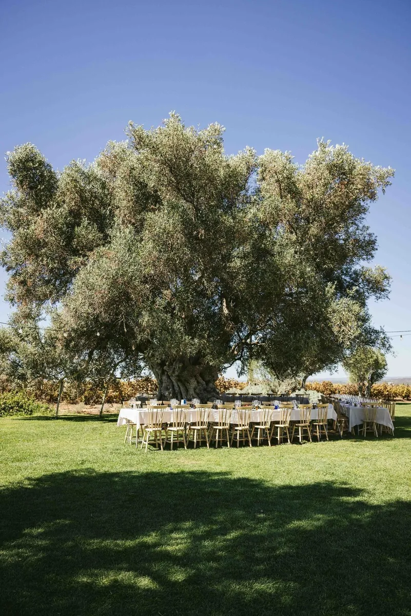Tables beneath an old olive tree on the grounds of Morgado do Quintão.