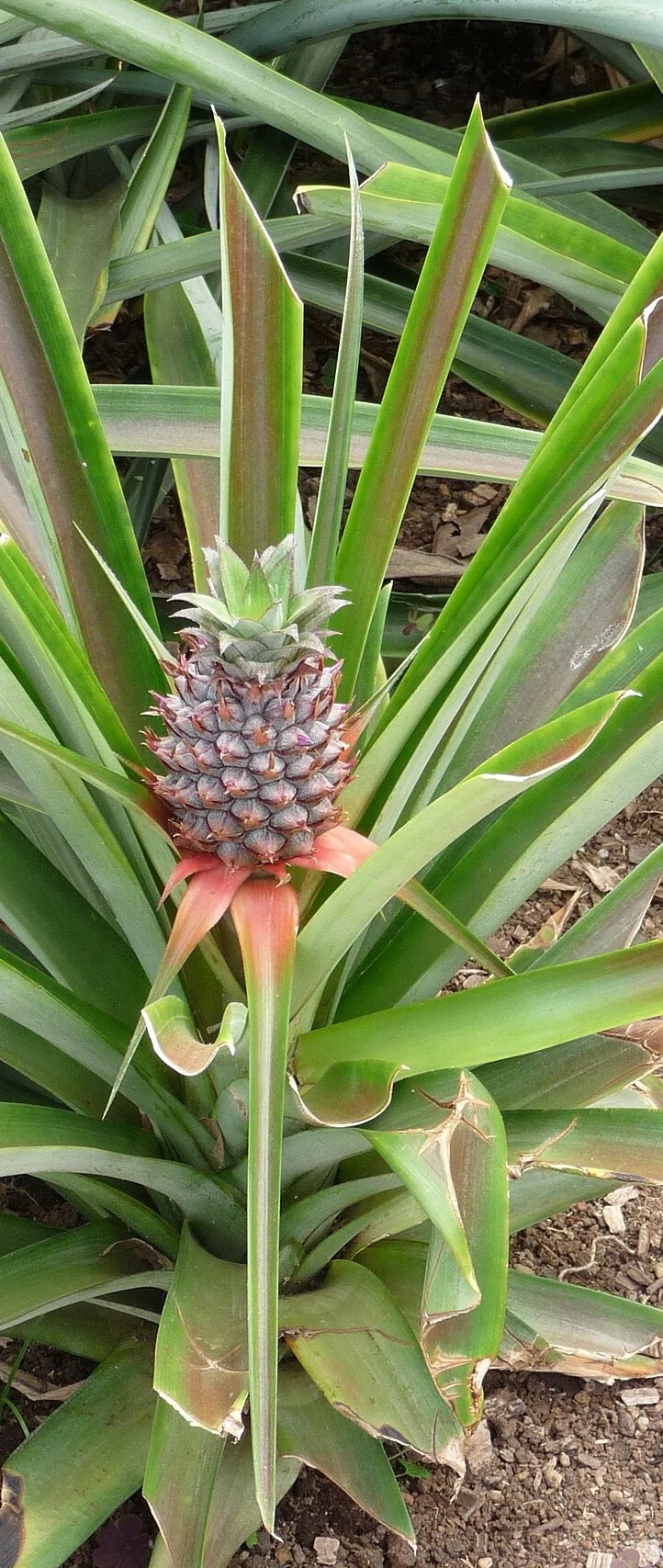 A pineapple growing among long green leaves at Arruda’s plantation.