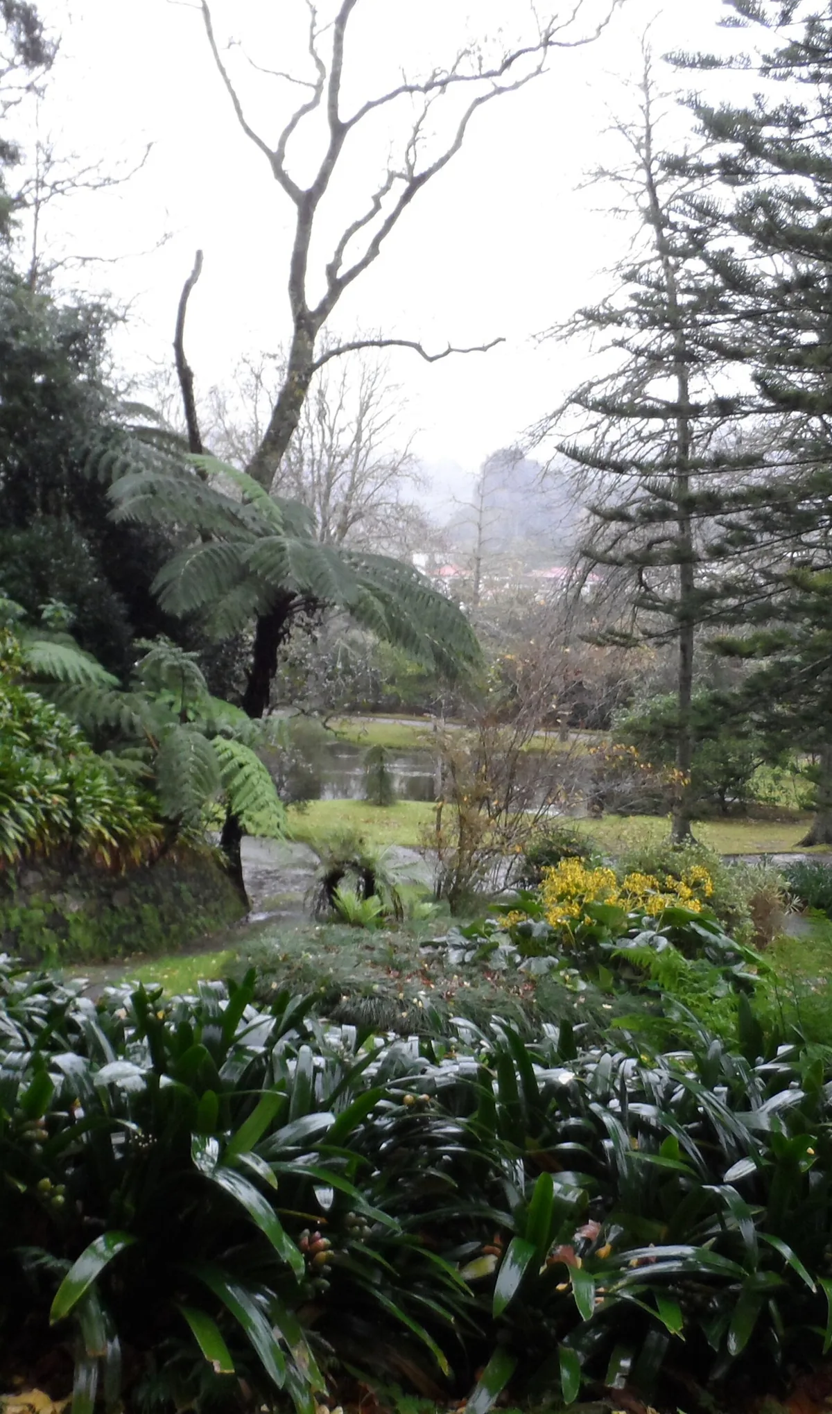 A garden path among mature trees and planting in Parque Terra Nostra.