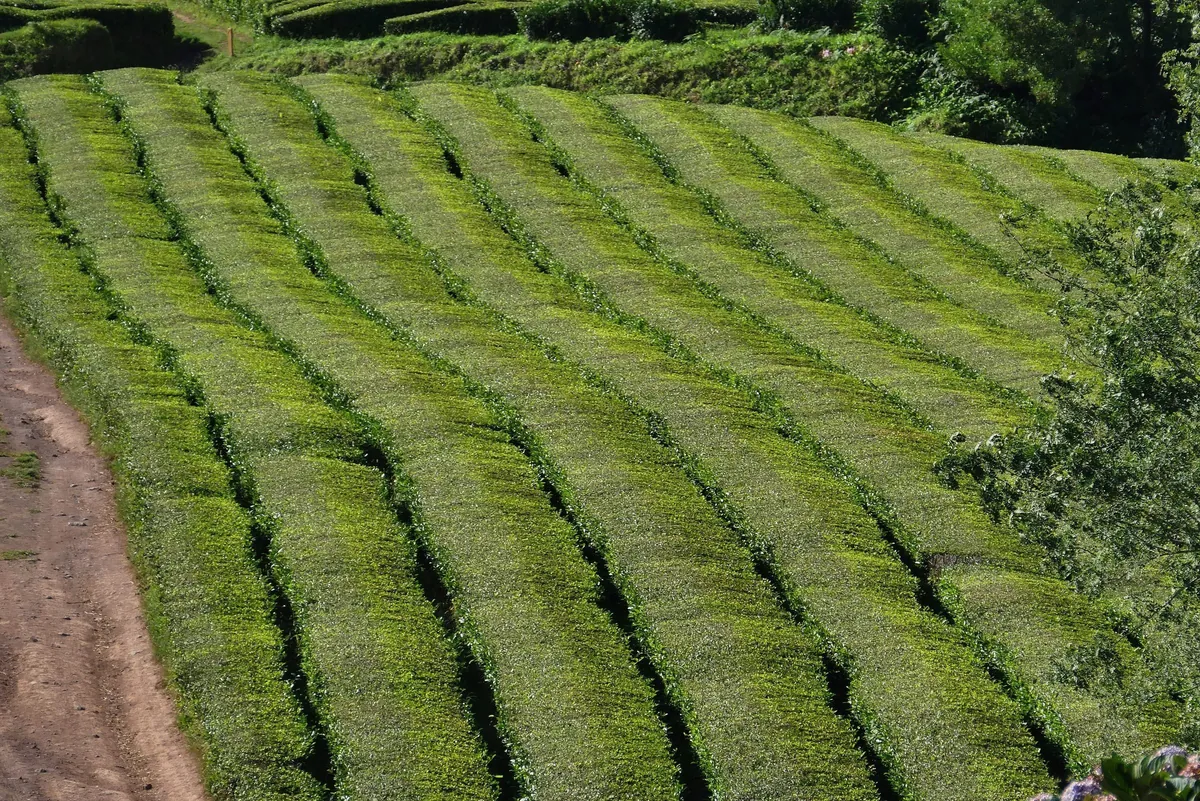 Rows of green tea plants following the rolling hillside at Gorreana.