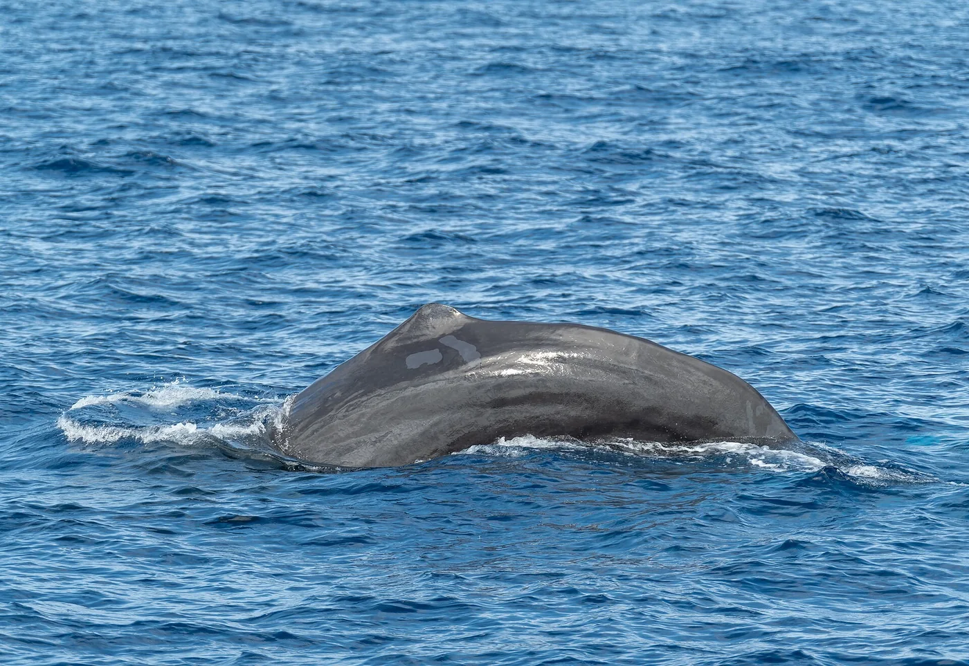 The arched back of a sperm whale breaking the surface of the blue sea.